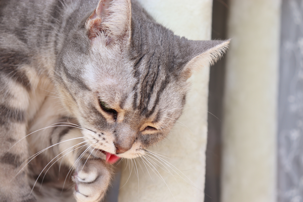 Sick cat showing signs of nausea and vomiting, a common feline health concern