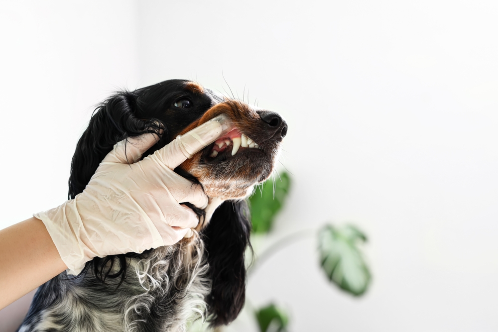 Female veterinarian brushing a Cocker Spaniel's teeth during a dental care appointment