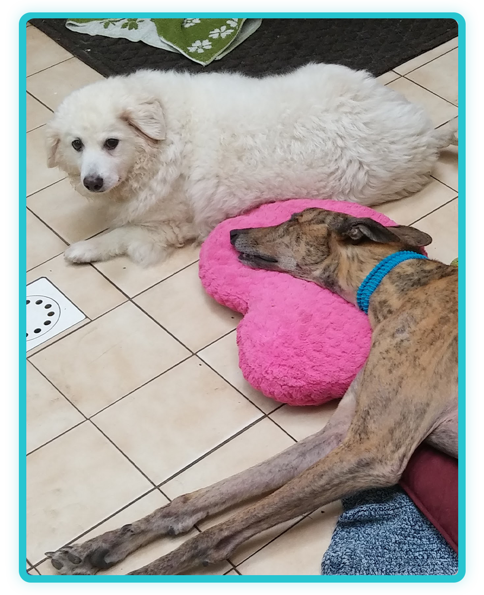 In-house veterinary diagnostics and lab testing for pets in Saylorsburg, PA
