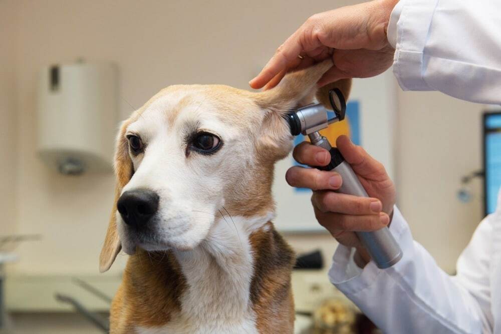 Veterinarian examining a dog’s ear using an otoscope in a clinic setting