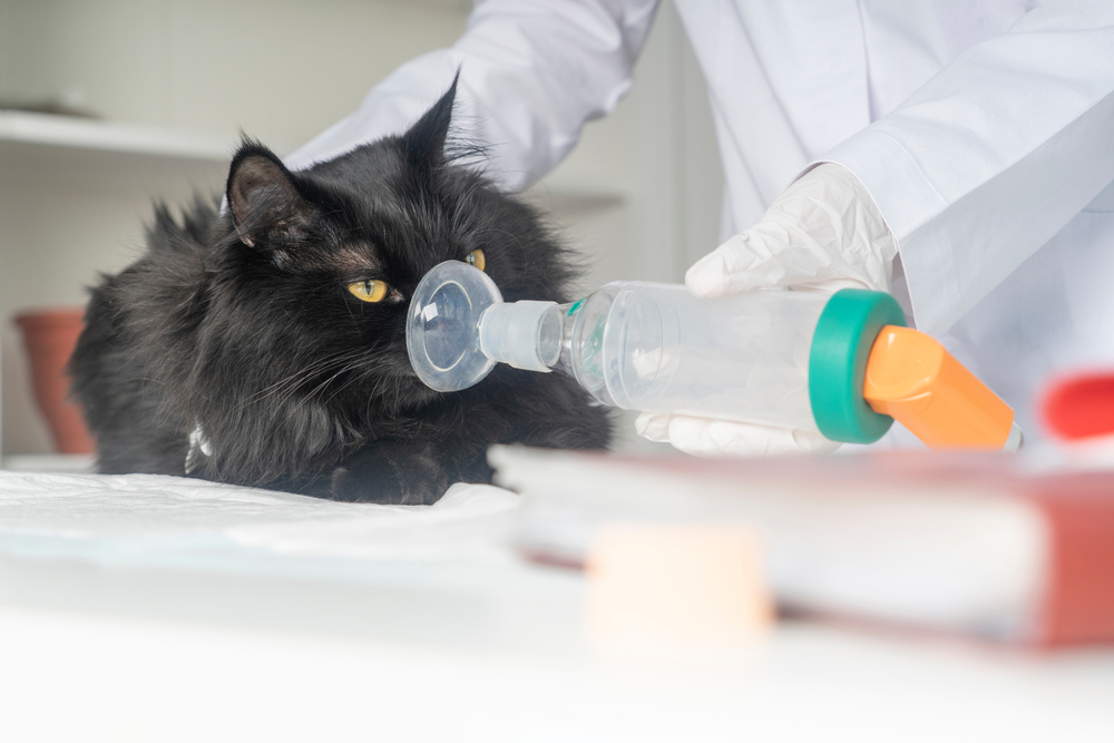 Close-up of a black cat receiving medication through a clear plastic inhaler mask held by a vet.