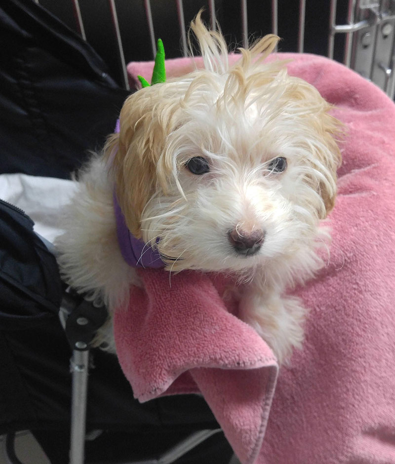 Zoetis Rewards program promotional image for pet owners at Creature Comforts Veterinary Service
