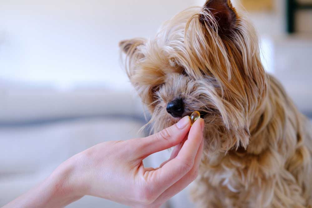 Close-up of a person feeding a capsule to a small, fluffy Yorkshire terrier.