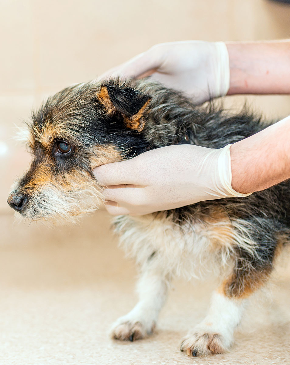 Veterinarian performing a lump and bump examination on a dog at Creature Comforts Veterinary Service
