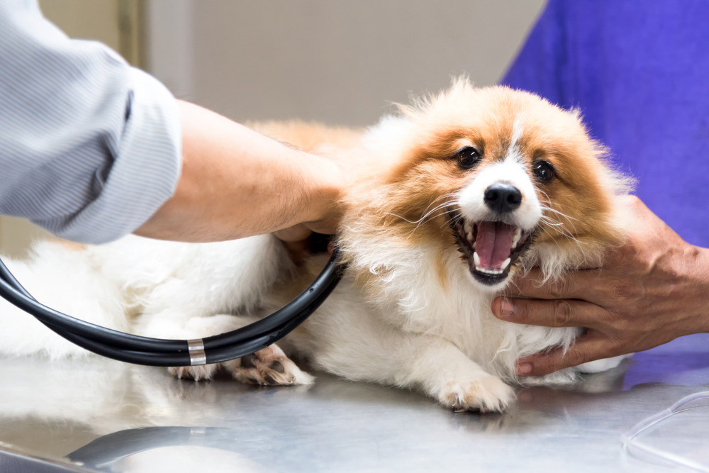 Pet receiving veterinary care and monitoring for congestive heart failure, highlighting ongoing treatment and quality-of-life support.