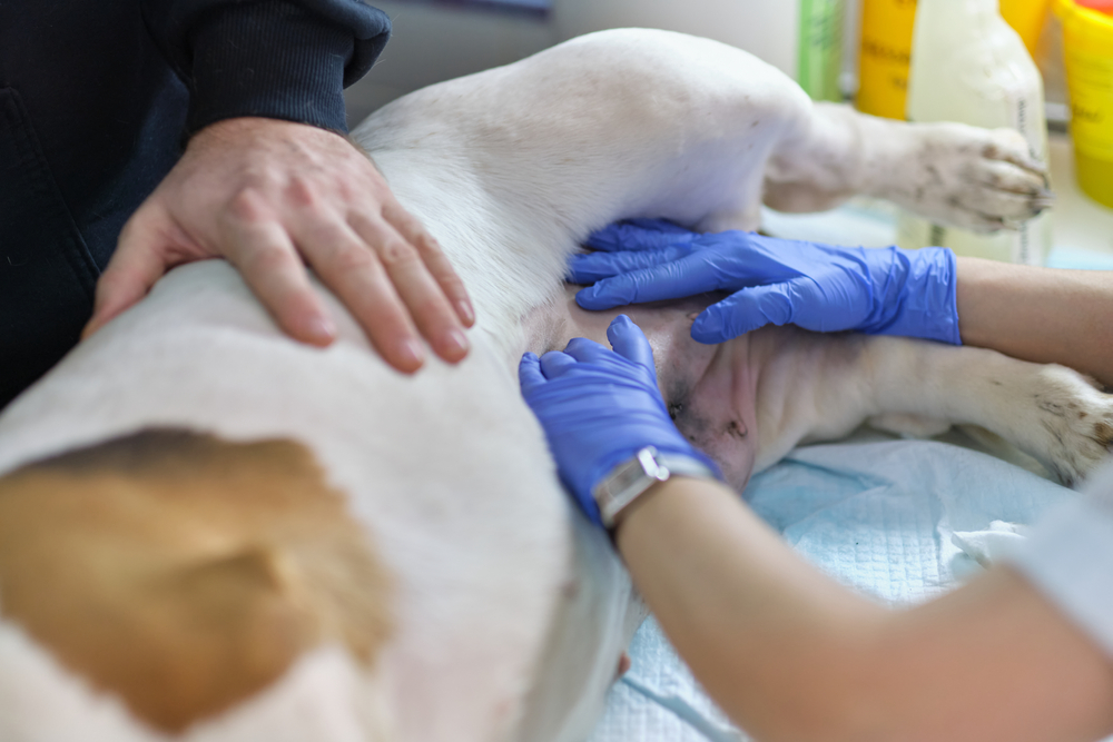 Veterinarian examining a dog's post-surgery sutures, wound care and surgical follow-up