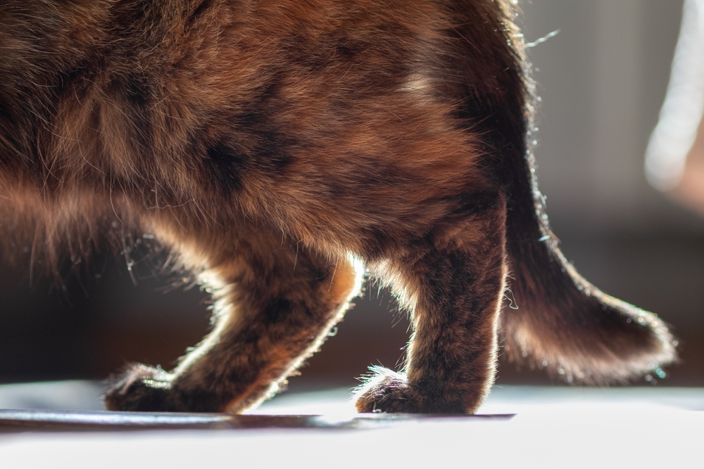 Close-up of a domestic cat's hind legs walking, highlighting feline mobility and pet health