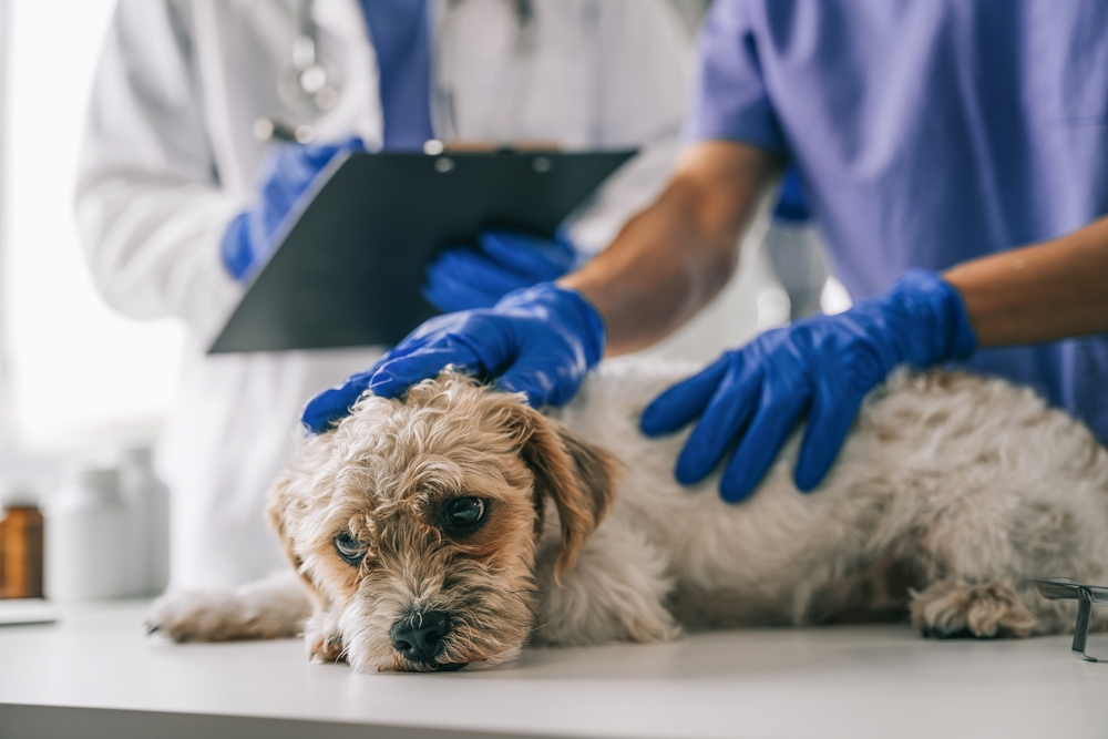 Veterinarian and assistant reviewing a sick puppy's medical history during a veterinary exam