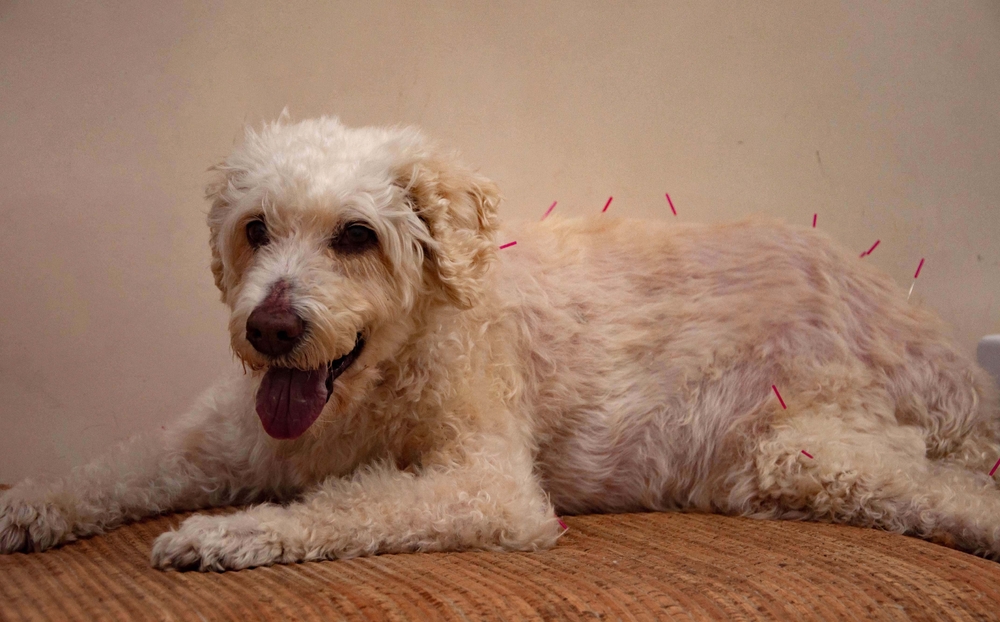 Acupuncture needles placed on a pet during veterinary acupuncture treatment for dogs and cats