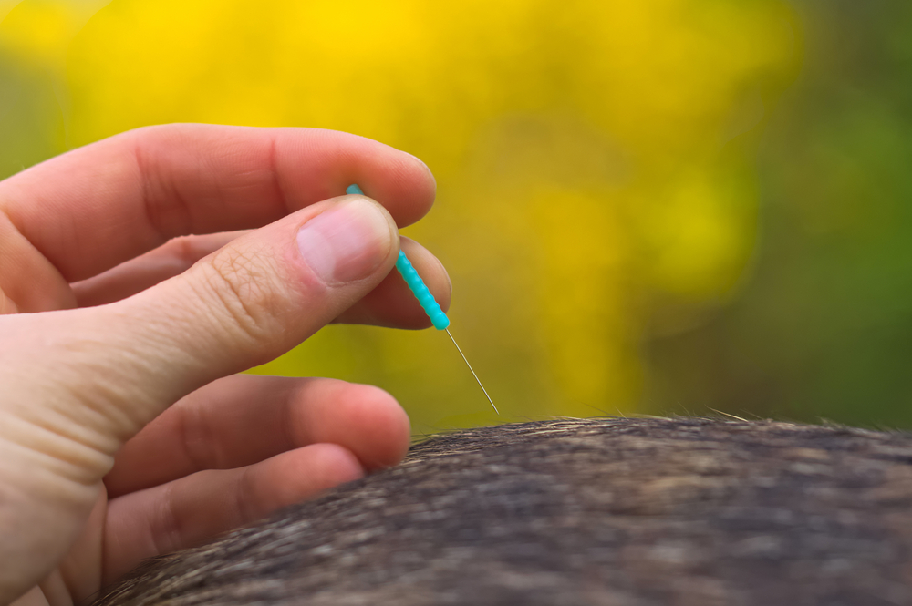 Dog receiving acupuncture treatment outdoors as part of veterinary wellness care