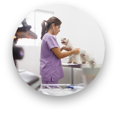 Veterinary surgeon preparing for a pet surgery procedure at Creature Comforts Vet Saylorsburg PA
